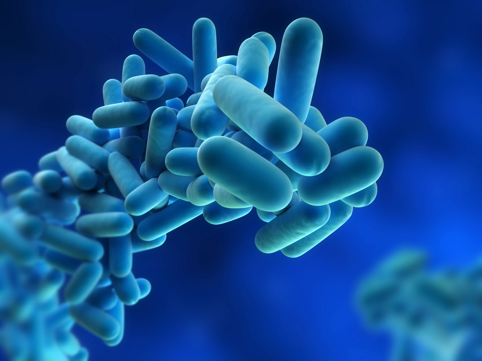 legionella pneumophila